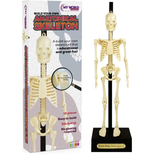 30cm Anatomical Skeleton