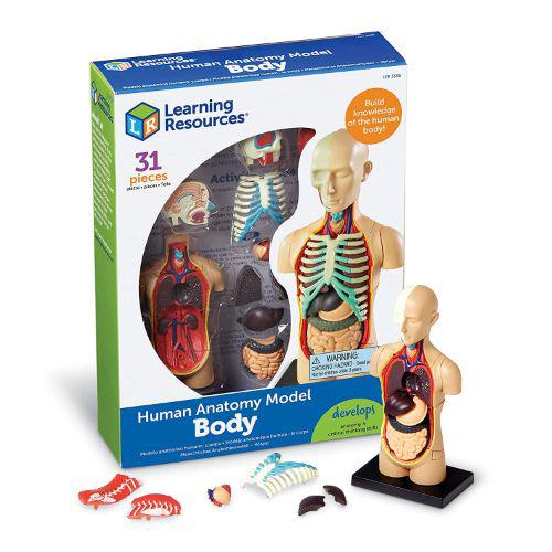 Learning Resources Human Body Anatomy Display Model